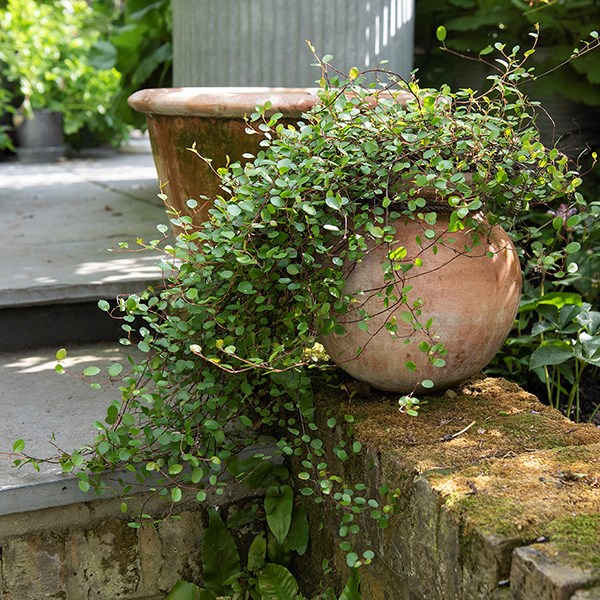Terracotta babylon hanging pot