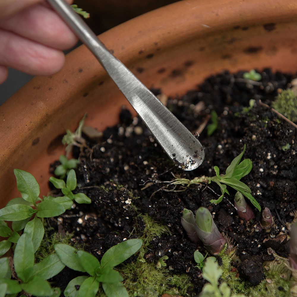 Sneeboer seedling pricker