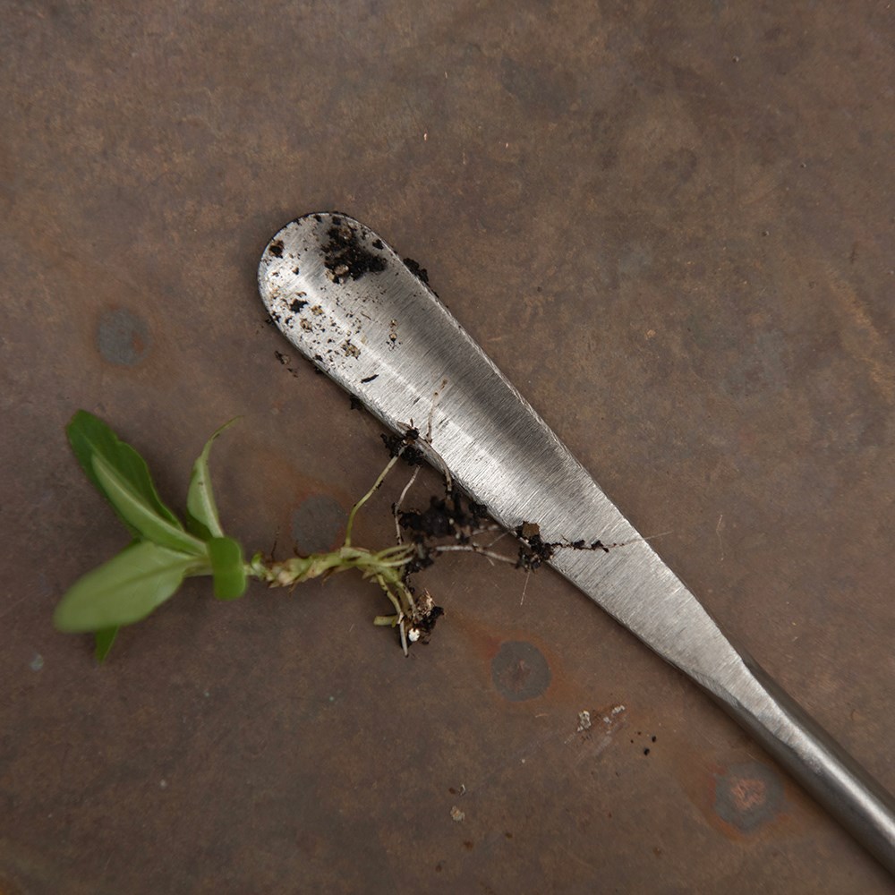Sneeboer seedling pricker