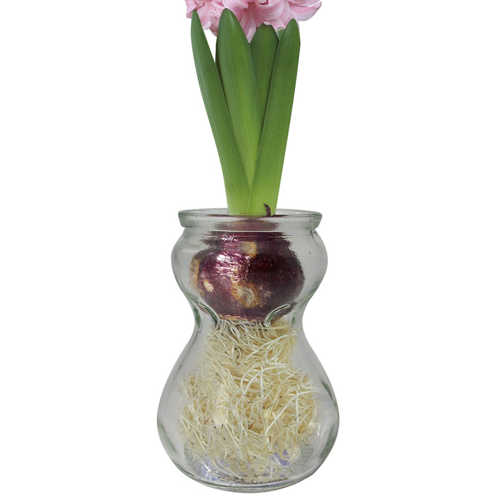 Hyacinth vase