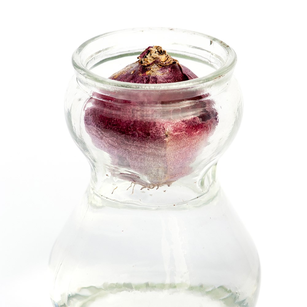 Hyacinth vase