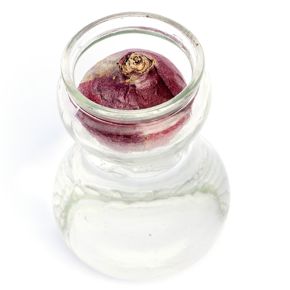 Hyacinth vase