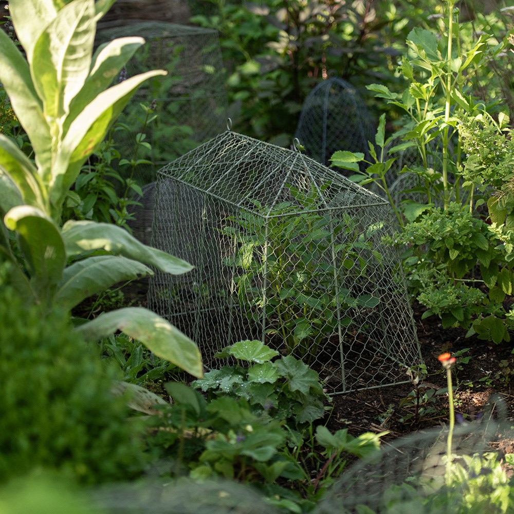 Tent cloche