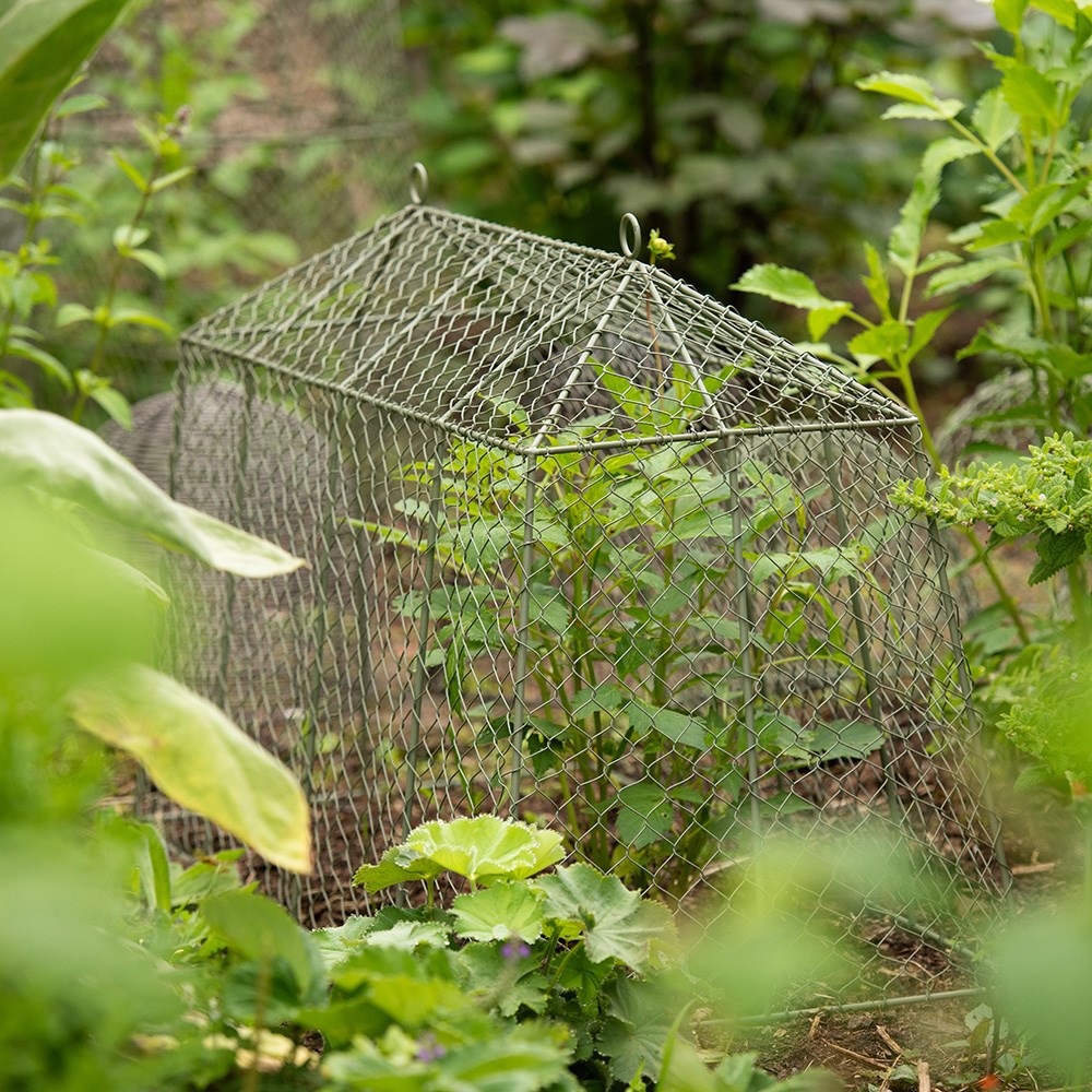 Tent cloche