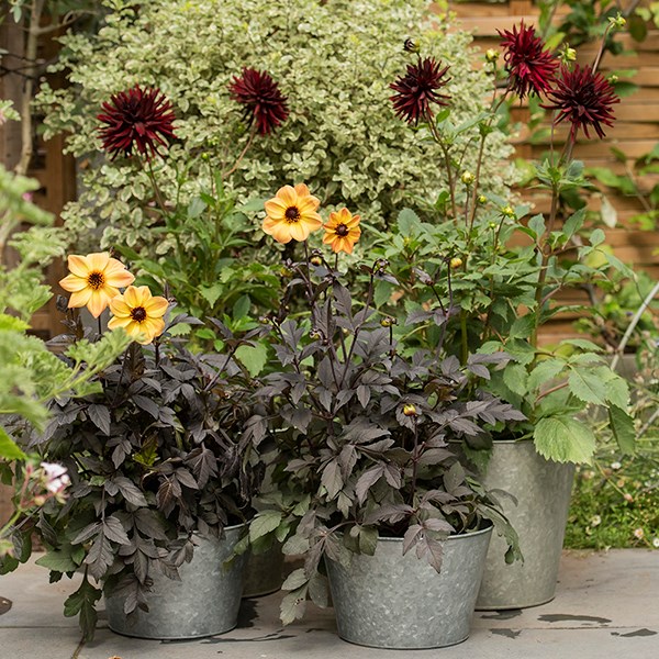 Single galvanised metal pot