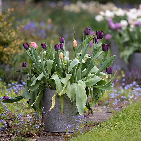 Single galvanised metal pot