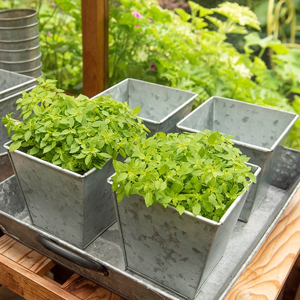 Galvanised square pot
