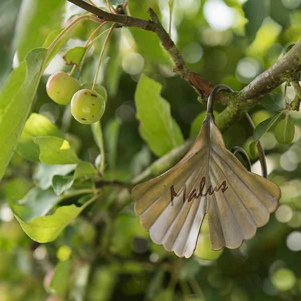 Ginkgo leaf plant markers