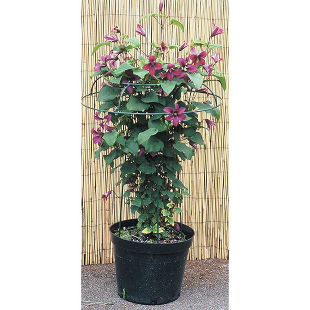 Clematis & rose tuteur support