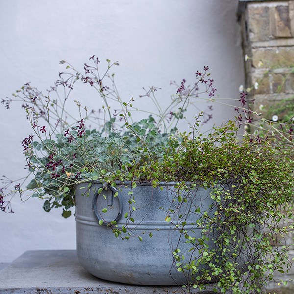 Metal planter