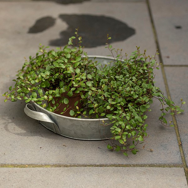 Galvanised metal tray with handles