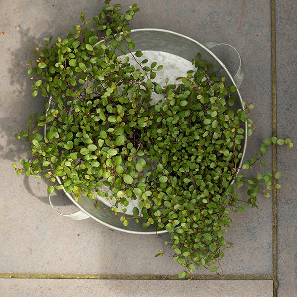 Galvanised metal tray with handles