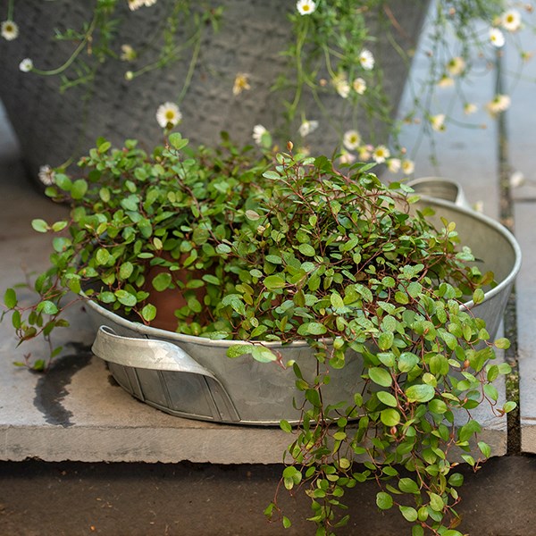 Galvanised metal tray with handles