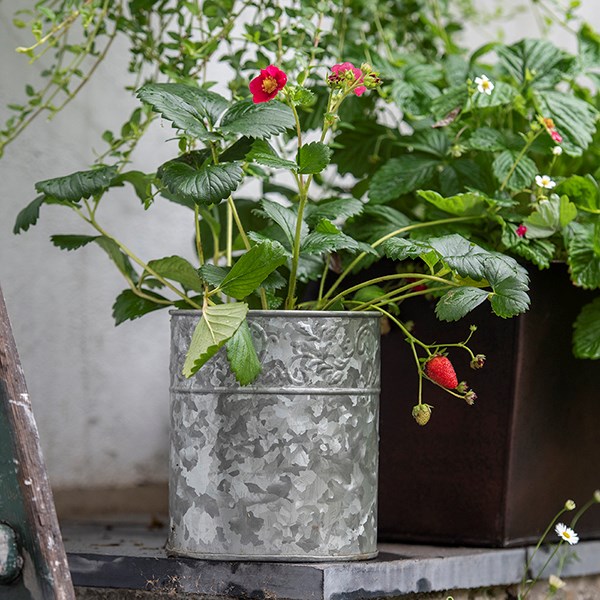 Embossed galvanised metal pot