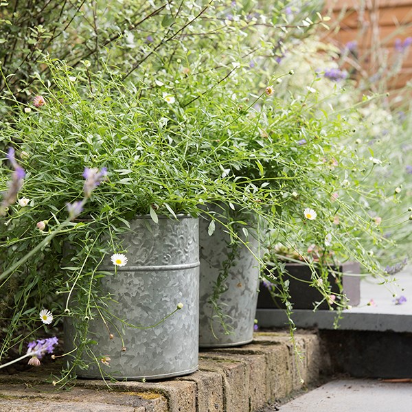 Embossed galvanised metal pot