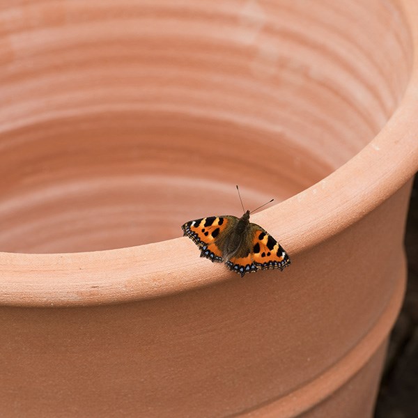 Monachou fardipati terracotta pot
