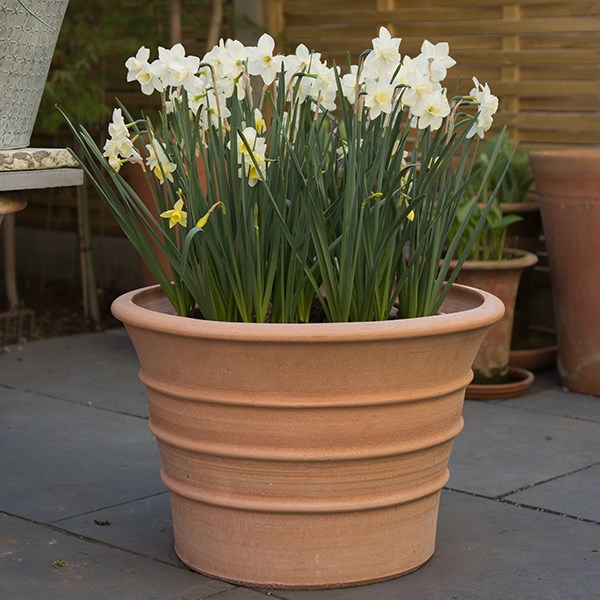 Monachou fardipati terracotta pot