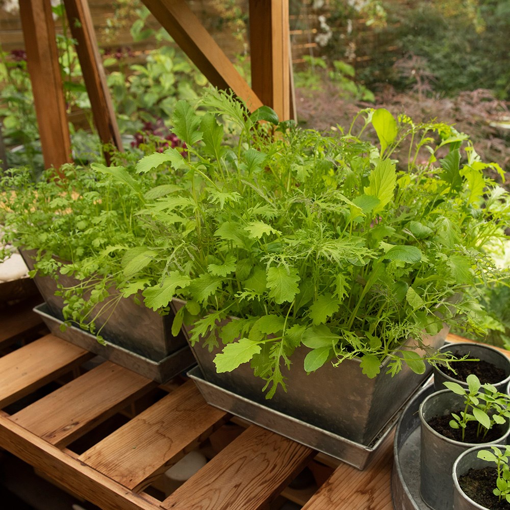 Galvanised metal planter