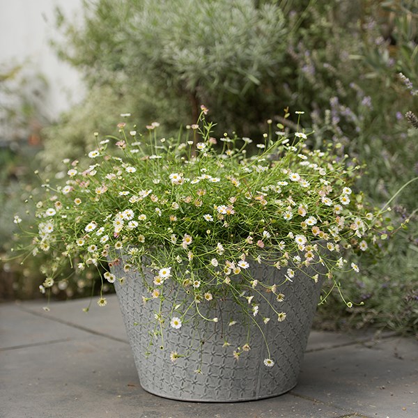 Embossed galvanised metal planter - aged zinc