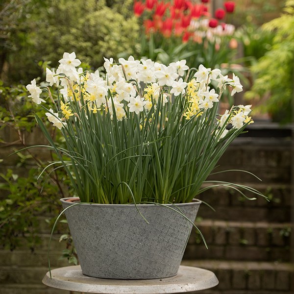 Embossed galvanised metal planter - aged zinc