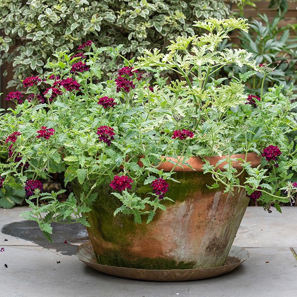Brass tray