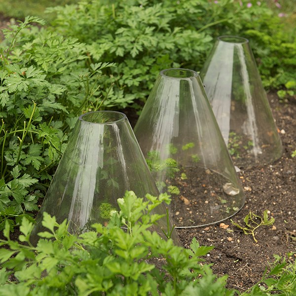 Open topped glass cloche