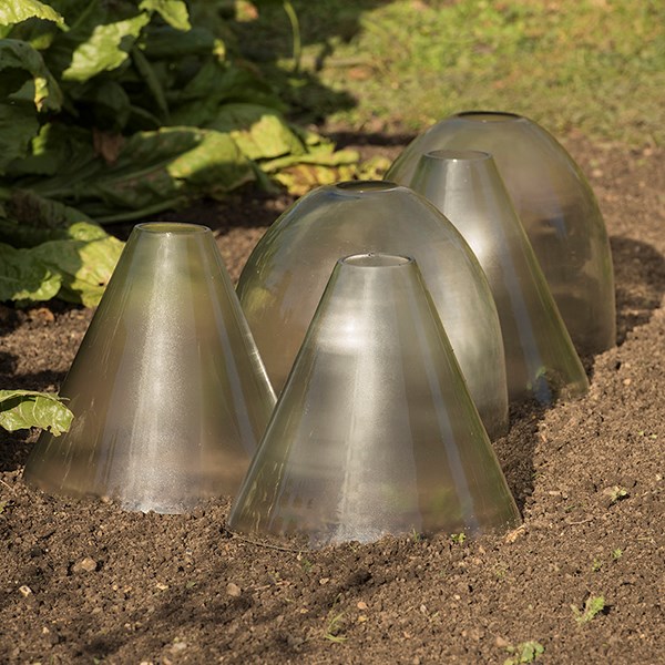 Open topped glass cloche