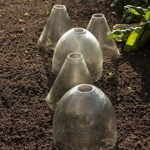 Open topped glass cloche