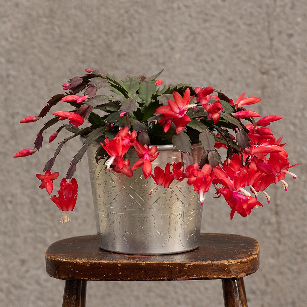 Hand etched aluminium planter 