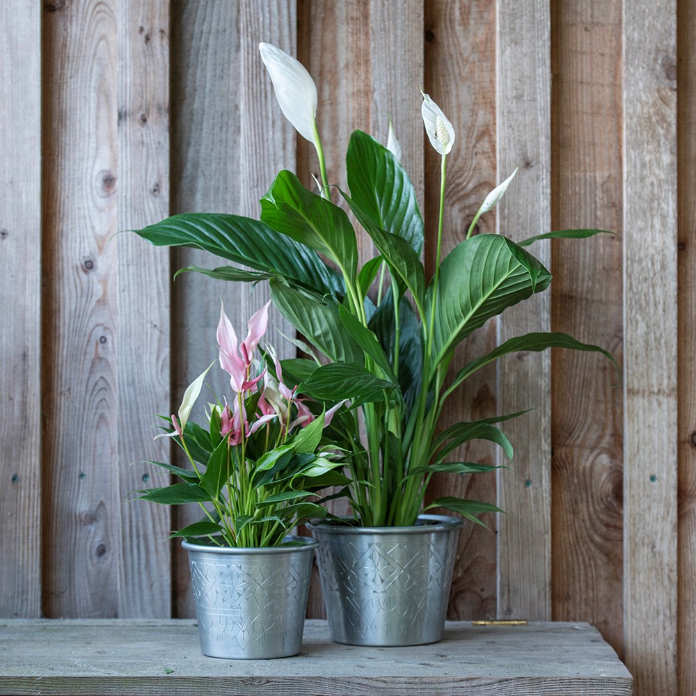 Hand etched aluminium planter 