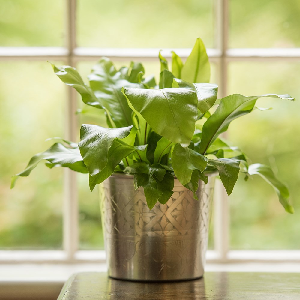 Hand etched aluminium planter 