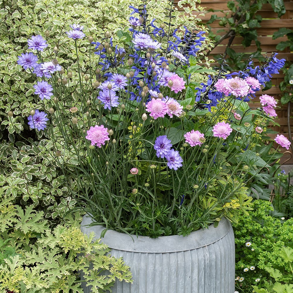 Dolly tub planter - aged zinc