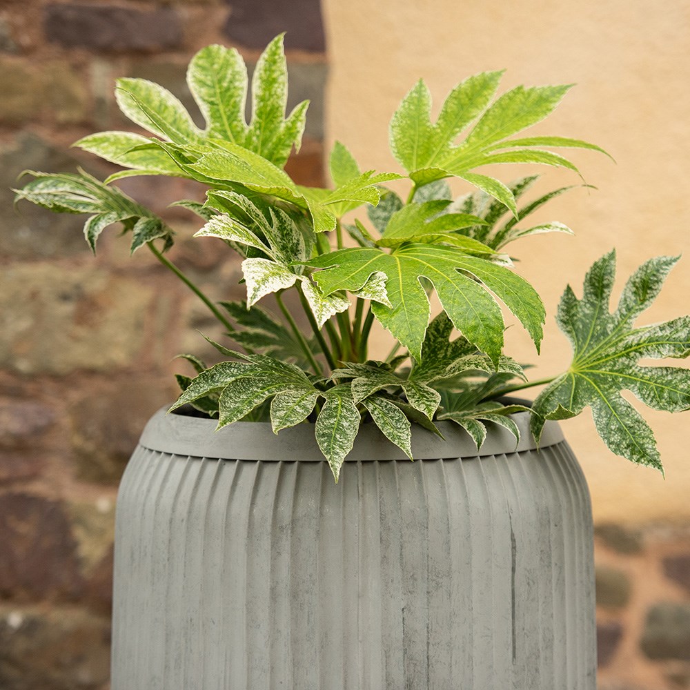 Dolly tub planter - aged zinc