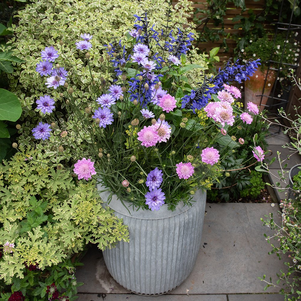 Dolly tub planter - aged zinc
