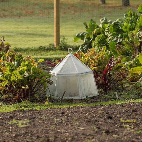 Hexagonal lidded cloche