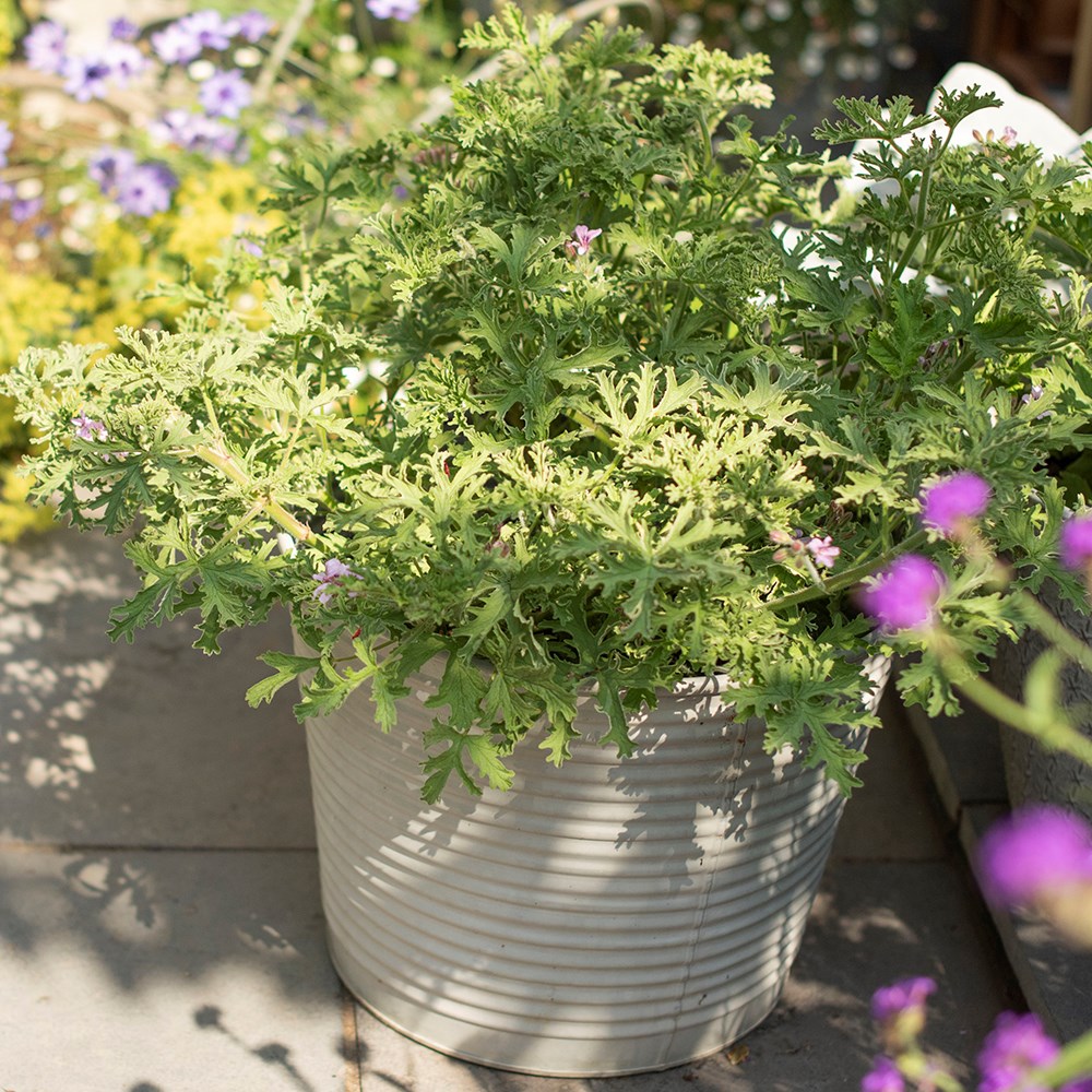 Ribbed galvanised metal planter - aged zinc