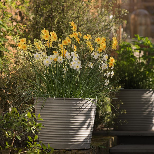 Ribbed galvanised metal planter - aged zinc