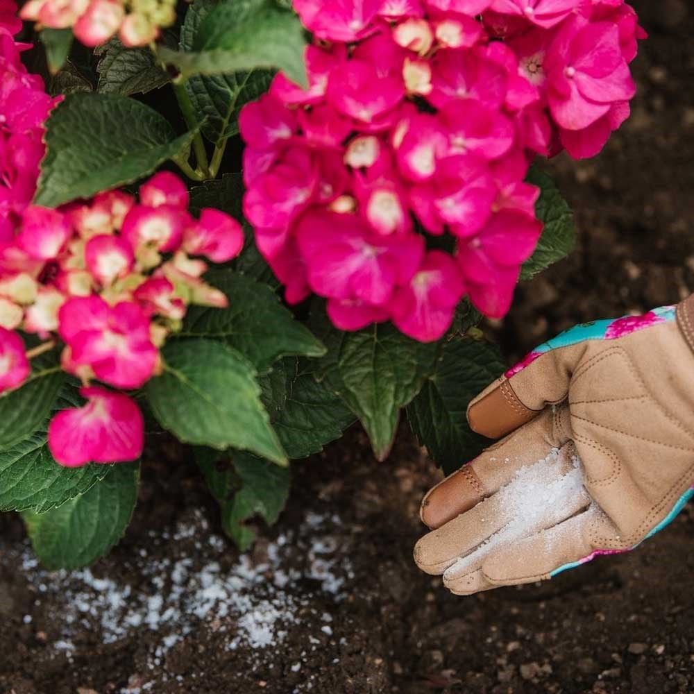 Hydrangea colourant