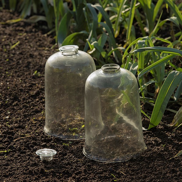 Ventilating cloche