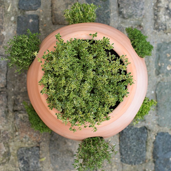 Terracotta herb pot/strawberry pot