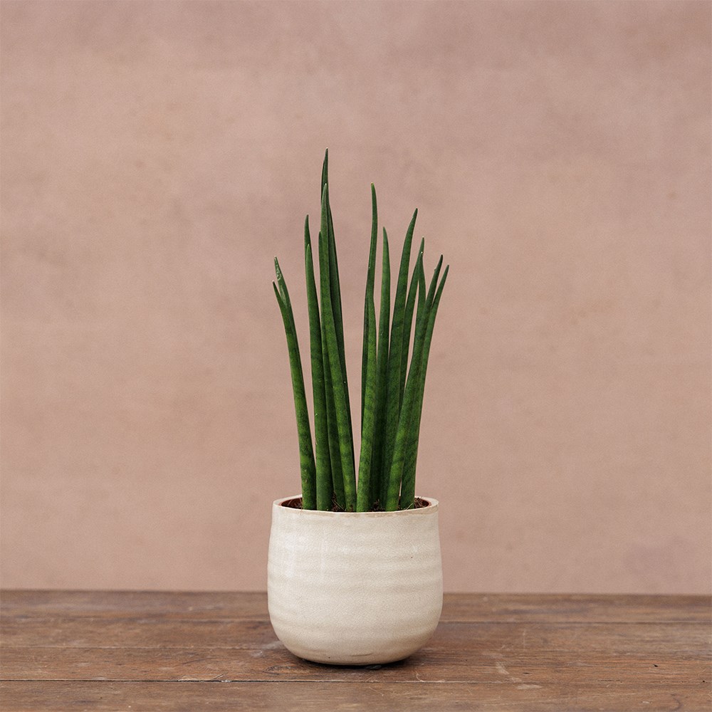 Crackle glaze plant pot - ivory