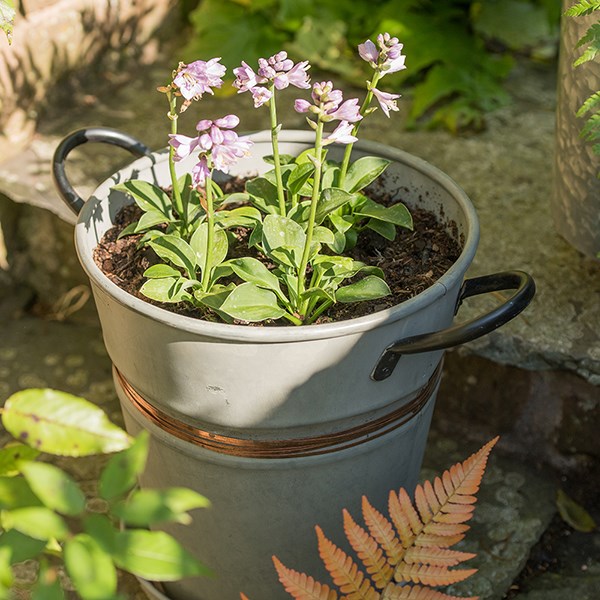 Galvanised metal planter with copper belt and tray