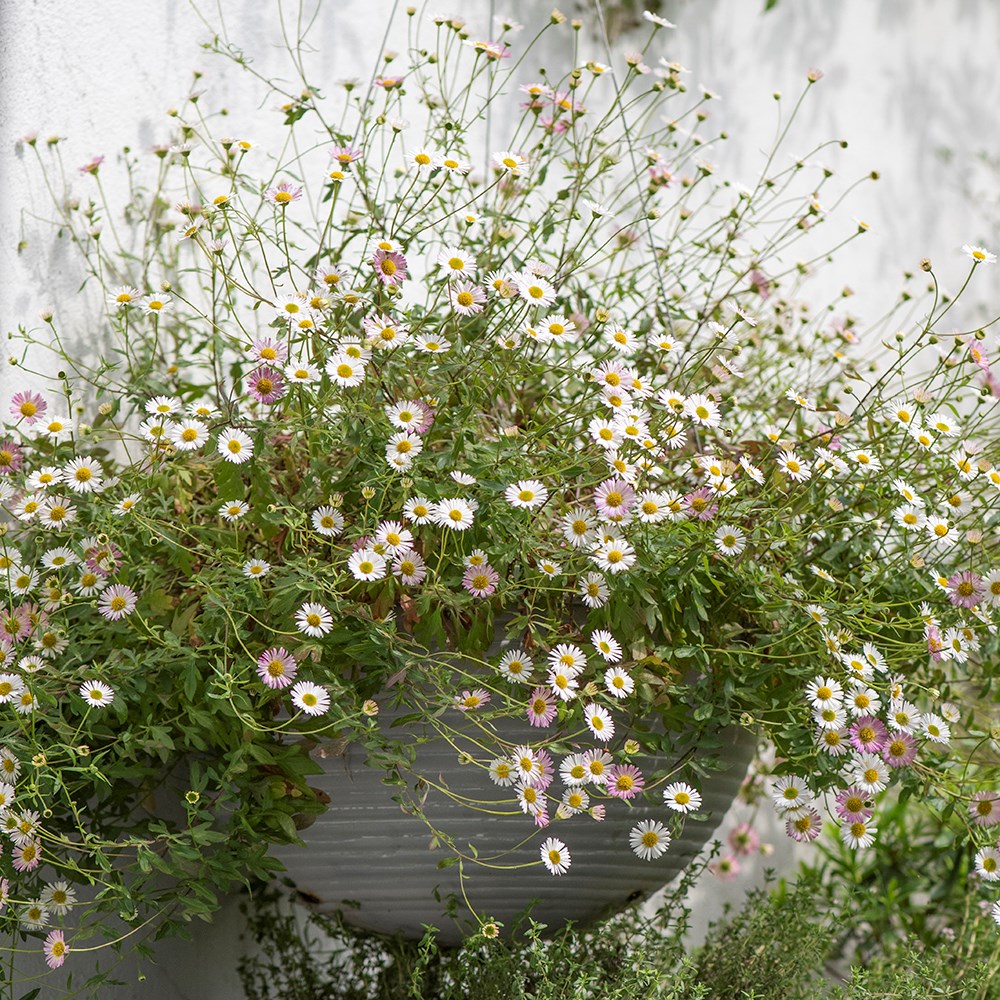 Hanging galvanised metal ribbed bowl - aged zinc