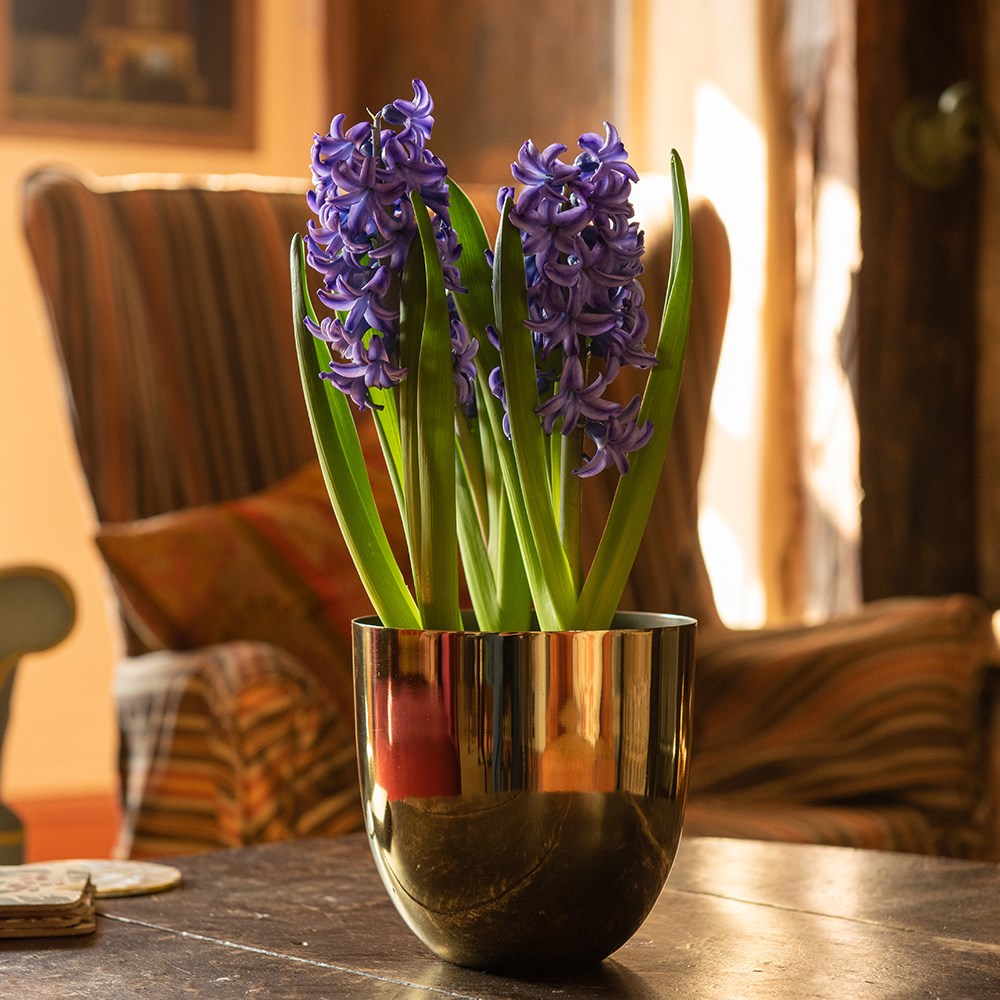 Polished brass pot cover