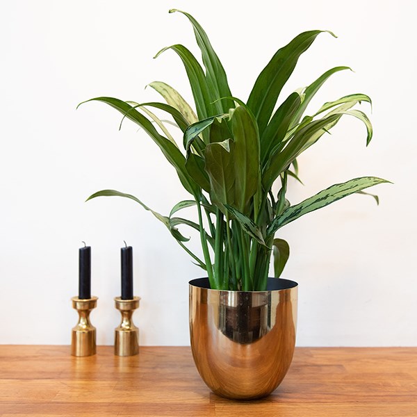 Polished brass pot cover