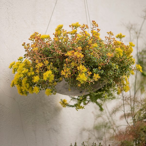 Hanging sphere planter