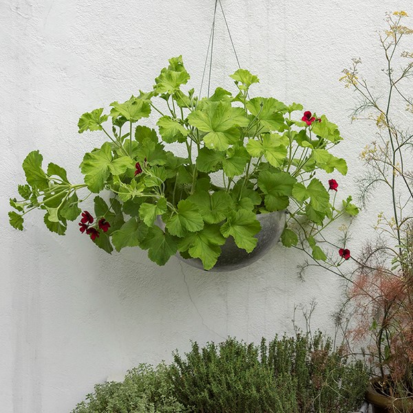 Hanging sphere planter
