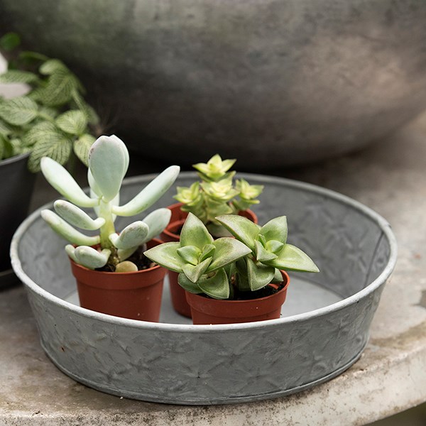Round embossed galvanised metal pot tray - aged zinc