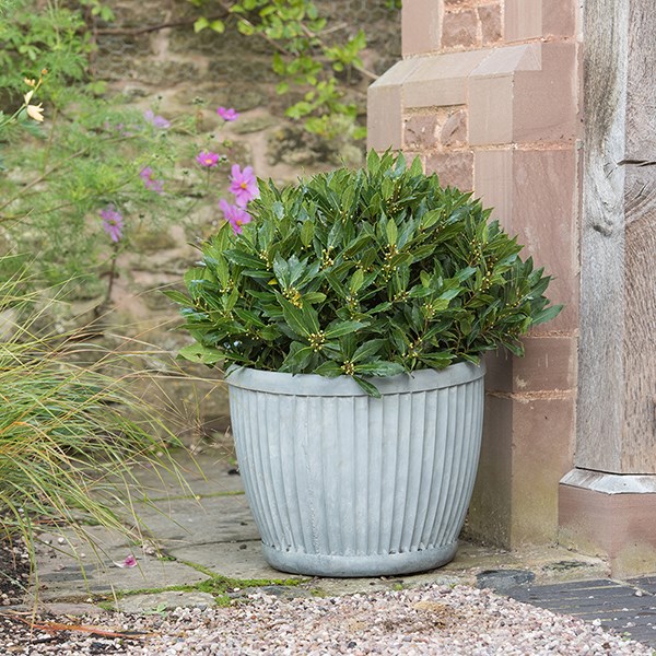 Dolly pot - aged zinc