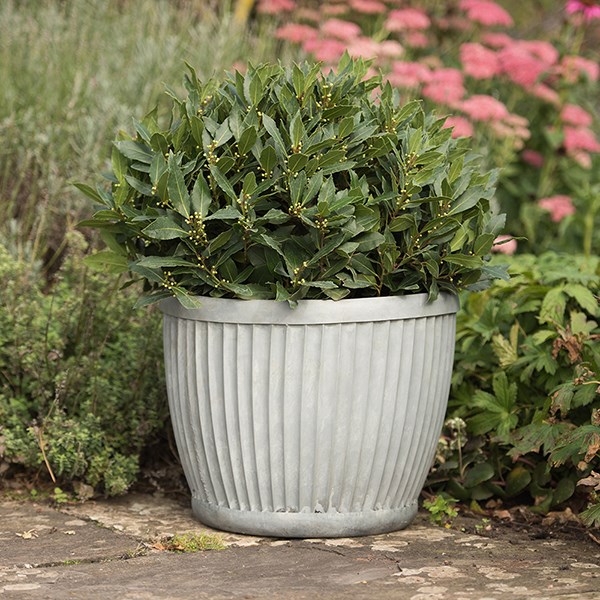 Dolly pot - aged zinc
